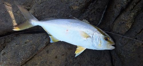 ネリゴの釣果
