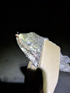 クサフグの釣果