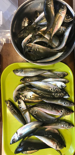 アジの釣果