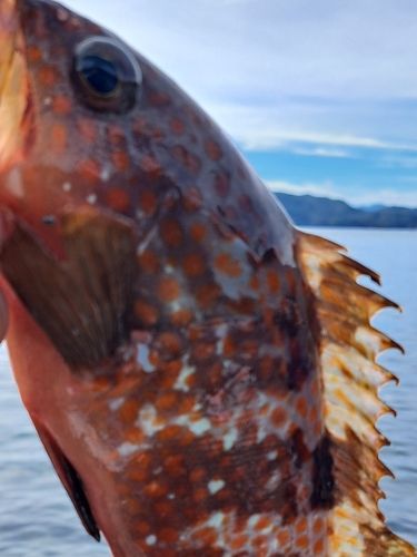 キジハタの釣果
