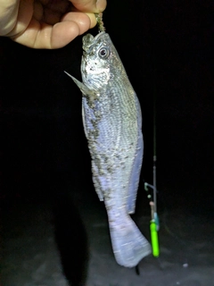 ニベの釣果