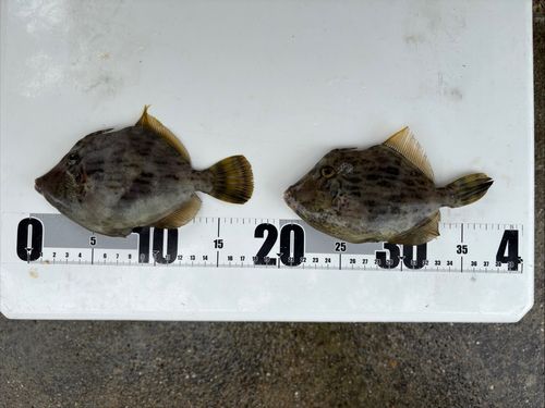 カワハギの釣果