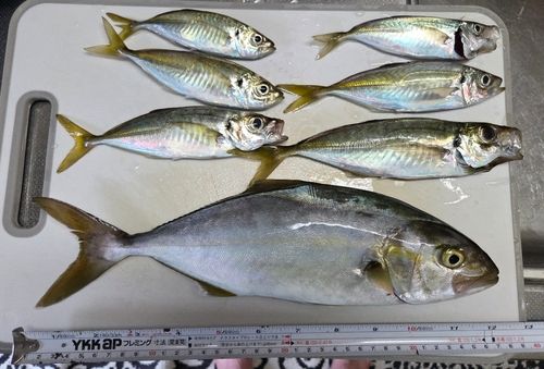 ショゴの釣果