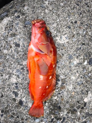 アカハタの釣果