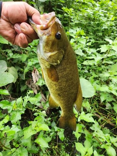 スモールマウスバスの釣果