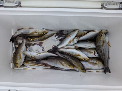 イサキの釣果