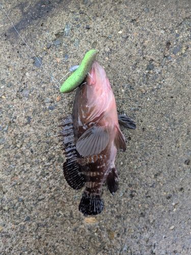 キジハタの釣果
