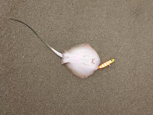 アカエイの釣果