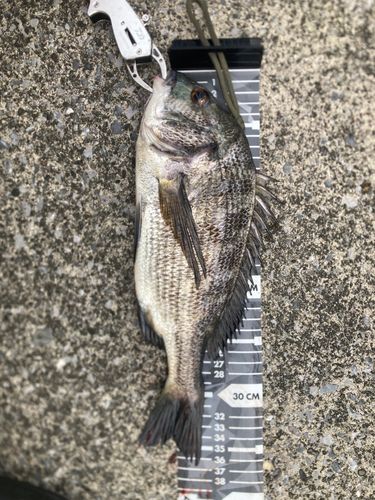 クロダイの釣果