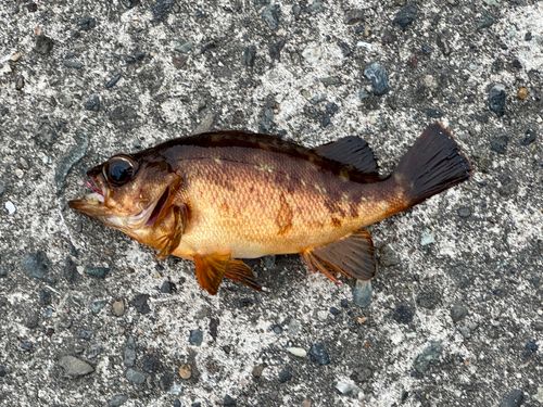 アカメバルの釣果
