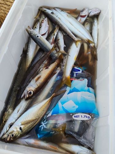 アジの釣果