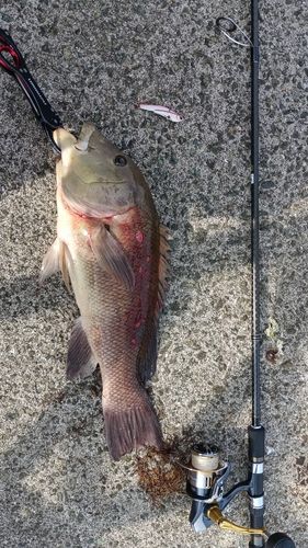 コブダイの釣果