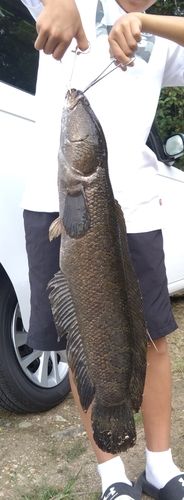 ライギョの釣果