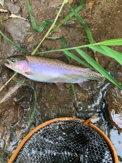 ニジマスの釣果