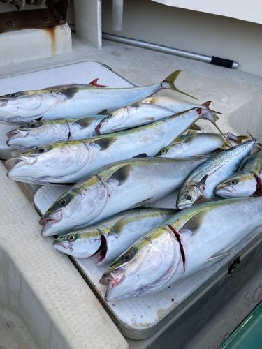 ブリの釣果