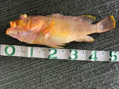 アオハタの釣果