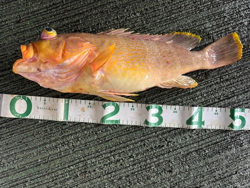 アオハタの釣果