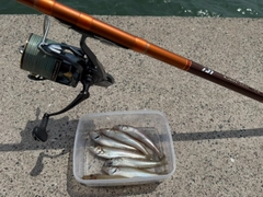 シロギスの釣果