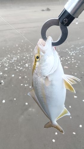 ショゴの釣果
