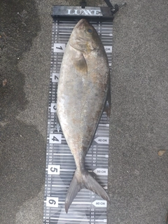ヒレナガカンパチの釣果