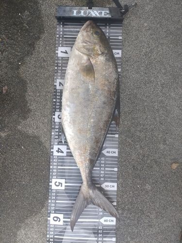 ヒレナガカンパチの釣果