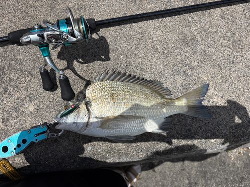 釣果