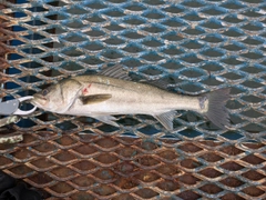 フッコ（マルスズキ）の釣果