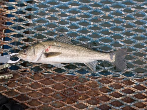 フッコ（マルスズキ）の釣果