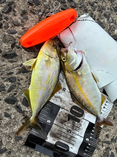 ネリゴの釣果