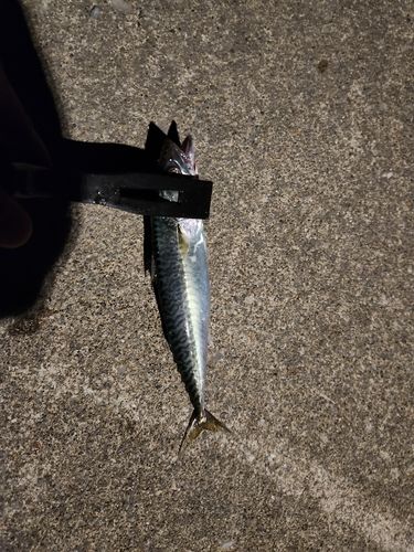 サバの釣果