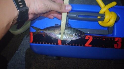 マアジの釣果