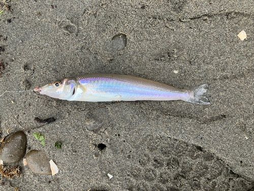 キスの釣果