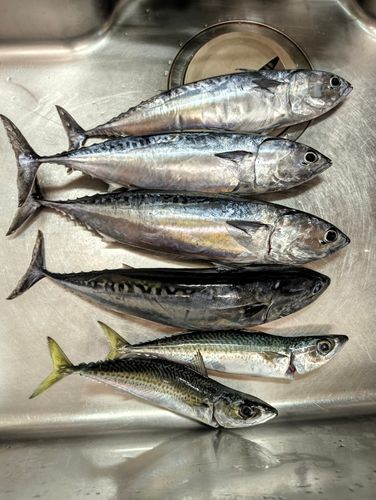 ソウダガツオの釣果