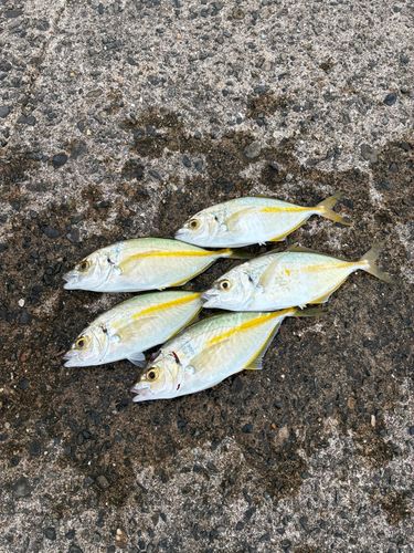 シマアジの釣果