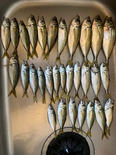 アジの釣果