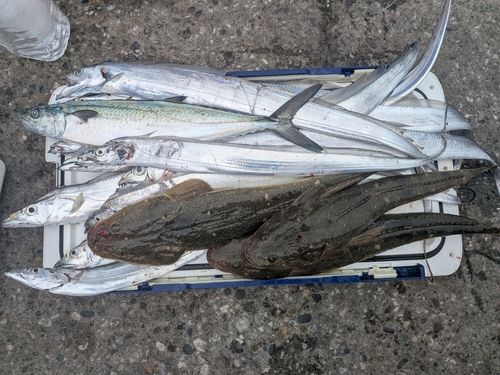 マゴチの釣果