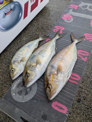 ショゴの釣果
