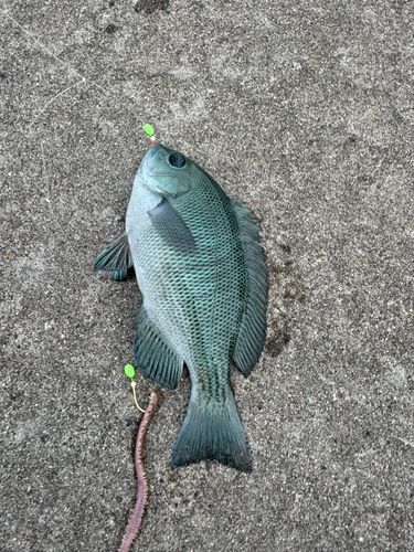 グレの釣果