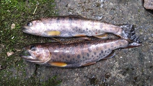 ヤマメの釣果