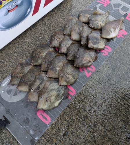 カワハギの釣果