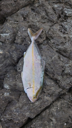 ショゴの釣果