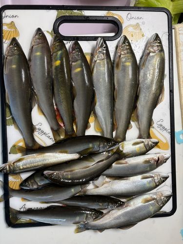 アユの釣果