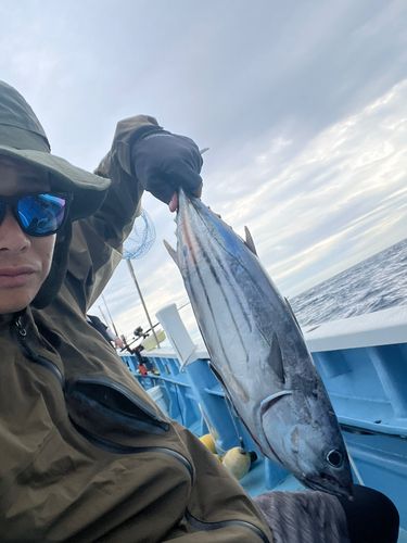 カツオの釣果