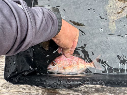 チャリコの釣果