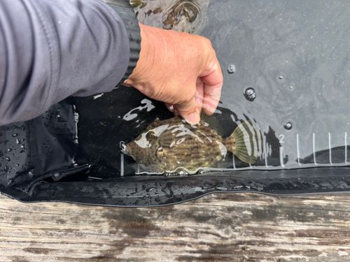 カワハギの釣果