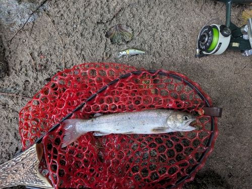 イワナの釣果