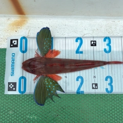 ホウボウの釣果