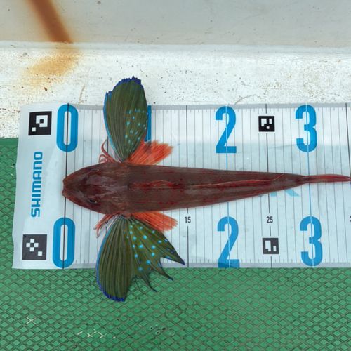 ホウボウの釣果