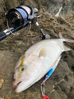 カンパチの釣果