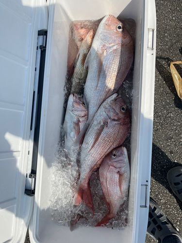 マダイの釣果